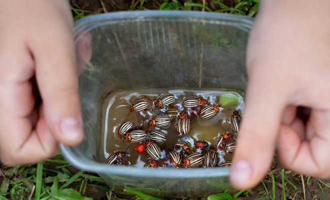 Повадки колорадского жука: как прогнать паршивца с картошки